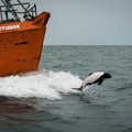 Commersons-Dolphin-Puerto-Madryn