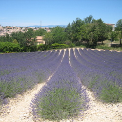 Bilder der Provence
